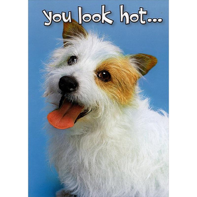 You Look Hot : White and Brown Dog Funny : Humorous Birthday Card