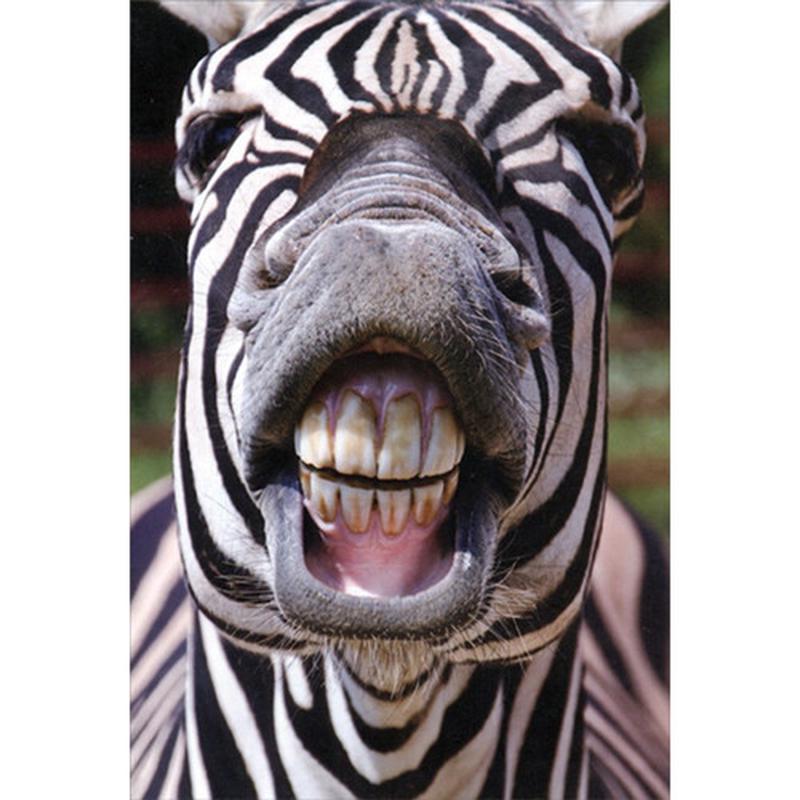 Zebra Showing Teeth Humorous / Funny Birthday Card