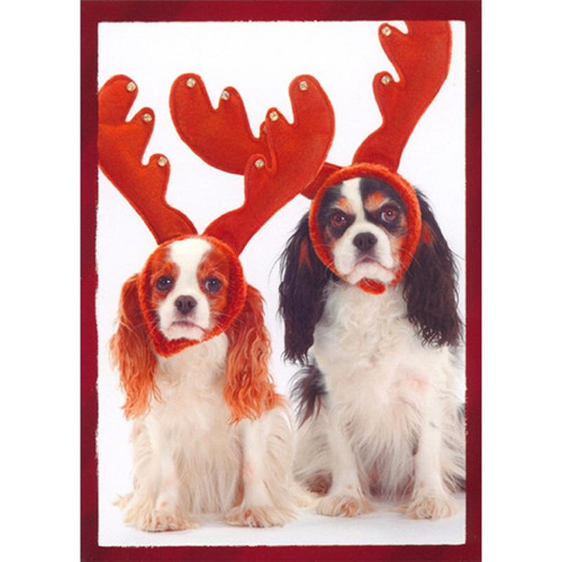 2 Dogs Wearing Stuffed Antlers Funny / Humorous Box of 12 Christmas Cards